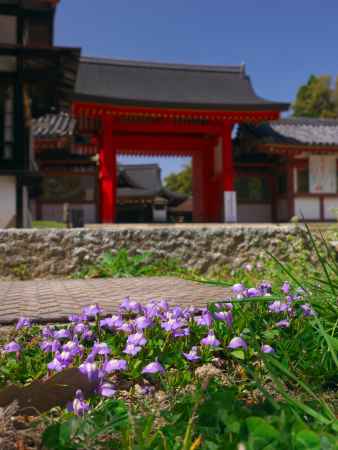 攝社高良神社そばのスミレ