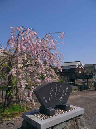 安居橋と枝垂れ桜