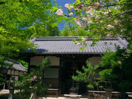 七面宮の桜