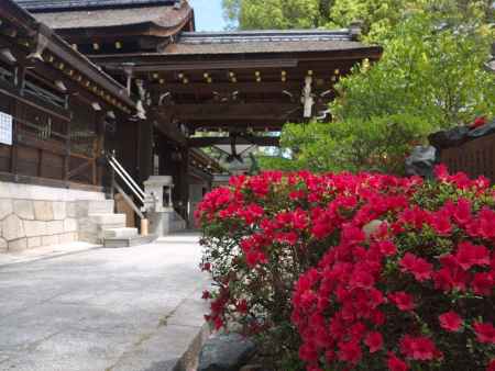 藤森神社本殿そばのツツジ