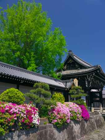 西本願寺 御影堂門とつつじ