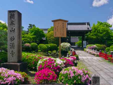 妙満寺山門のつつじ