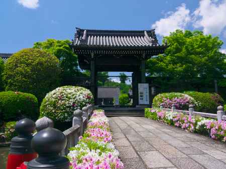 妙満寺山門のつつじ