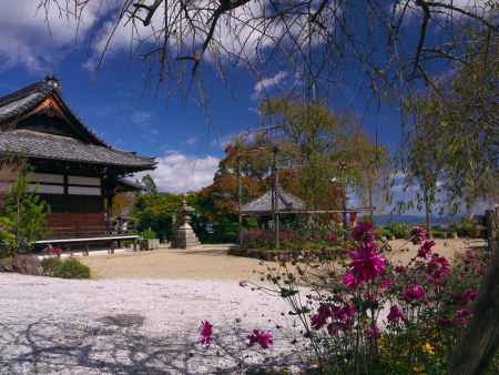 善峯寺の釈迦堂と秋明菊