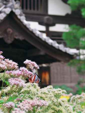 行願寺の藤袴とアサギマダラ