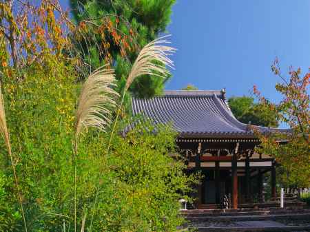 宝塔寺本堂とススキ