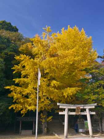 高良神社の大銀杏