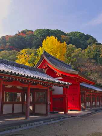 石清水八幡宮頓宮と銀杏