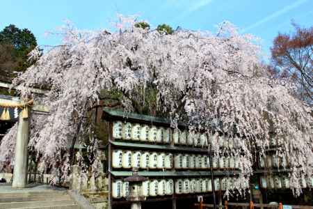 大石神社の桜