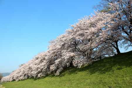 八幡背割堤の桜