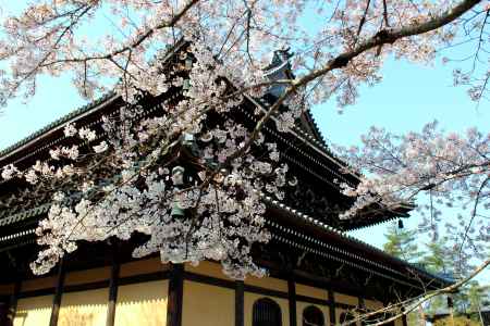 南禅寺の桜