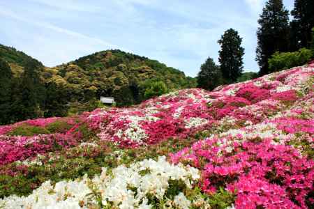 三室戸寺のツツジ