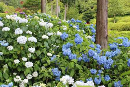 三室戸寺の紫陽花