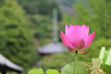 三室戸寺の蓮