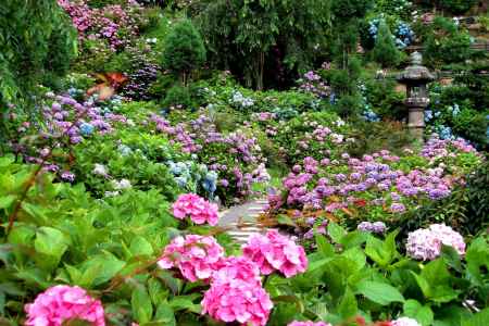 善峯寺の紫陽花