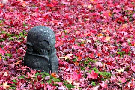 京都の秋・圓光寺