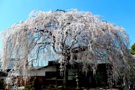 京都１本桜３、本満寺