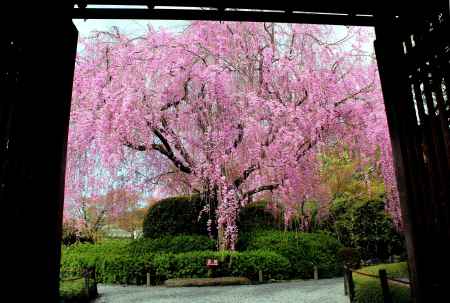 京都一本桜６、妙心寺退蔵院