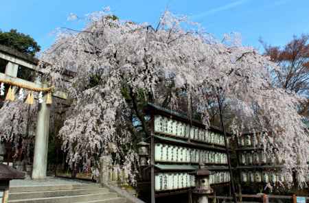 京都一本桜８、大石神社