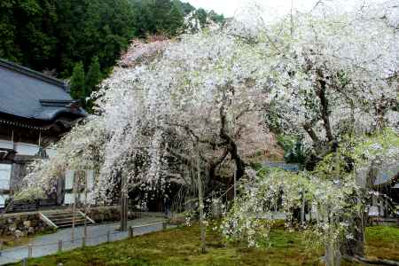 京都一本桜１０、常照皇寺