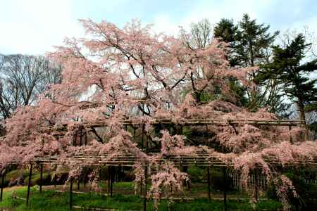 京都一本桜１２、京都府立植物園