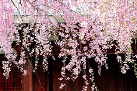 京都一本桜１３、法金剛院
