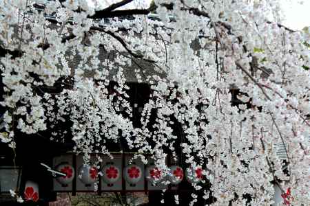 京都一本桜１５、平野神社