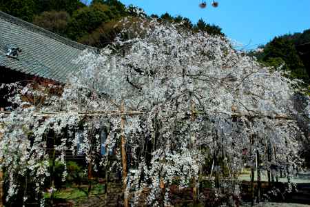 京都一本桜１７、毘沙門堂