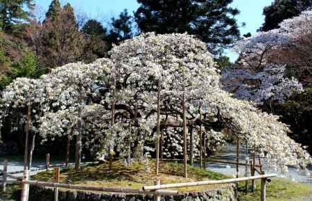 京都一本桜１８、大原野神社
