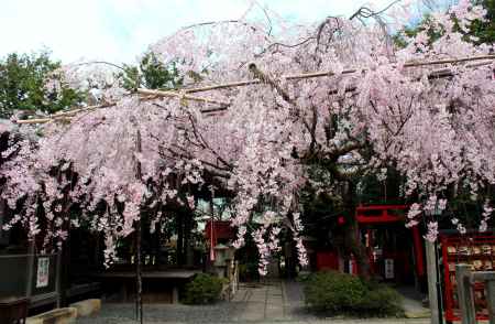 京都一本桜２０、水火天満宮