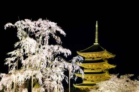 東寺の桜ライトアップ