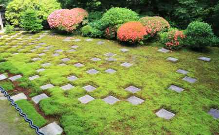 東福寺のサツキ２