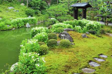 両足院の半夏生