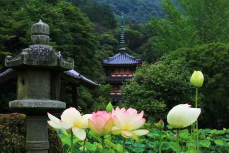 三室戸寺のハス