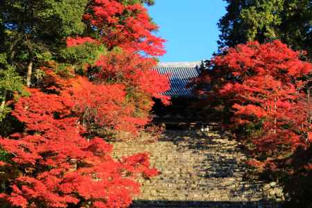 神護寺の紅葉