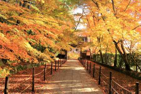 光明寺紅葉2016