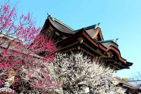 北野天満宮の梅