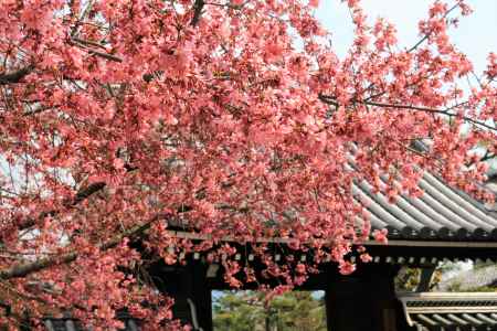 長徳寺のオカメ桜