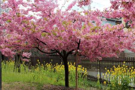 淀の河津桜