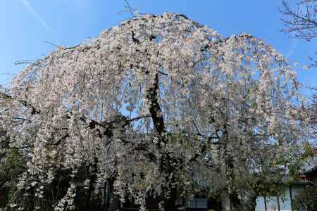 京都一本桜２４上品蓮台寺