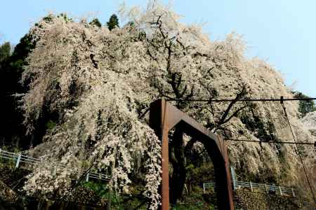 京都一本桜２６京北町２