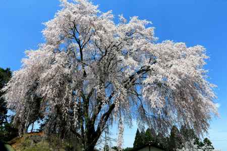 京都一本桜２７京北町３