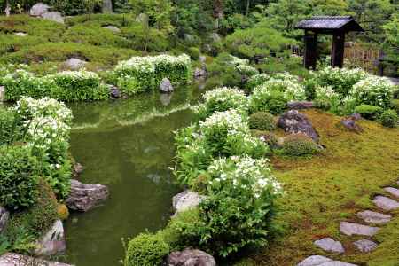 建仁寺両足院の半夏生３