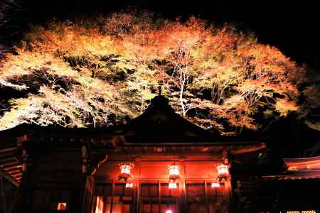 貴船神社の紅葉ライトアップ２