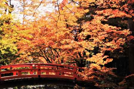 北野天満宮の紅葉