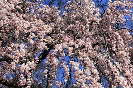 京都御苑、糸桜2018