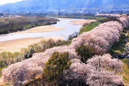 展望塔からの背割堤の桜2018