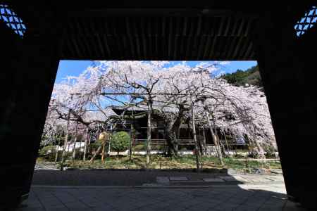 毘沙門堂の桜2018