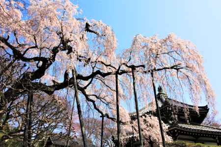 善峯寺の桜2018