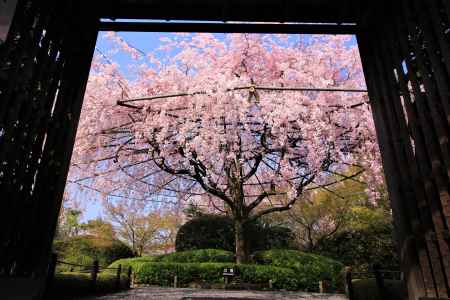 退蔵院の桜2018